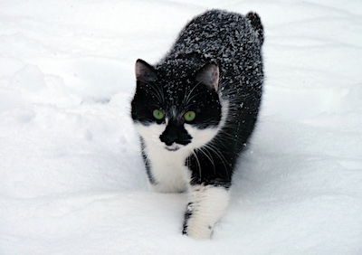 Citron - c'était notre chat