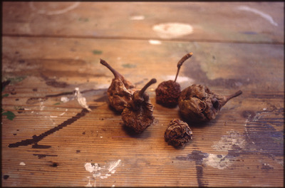 Pommee et poires pouries