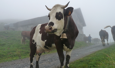 Le Jardin aux Crouteaux - Vache-Alpes-clarine